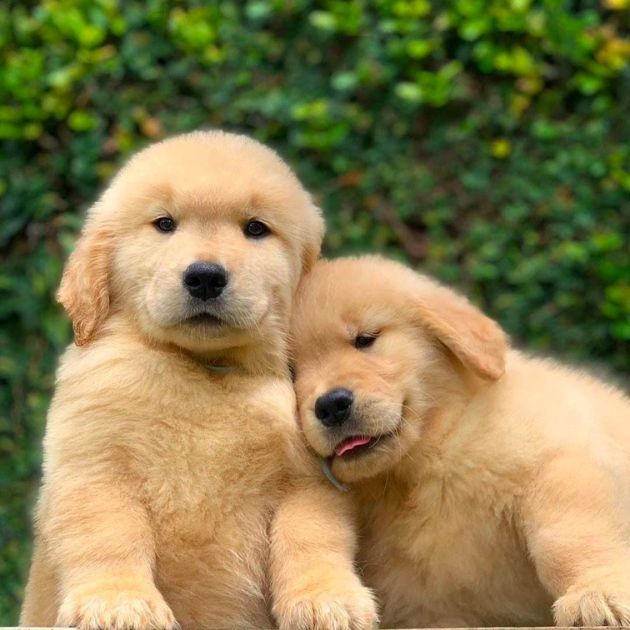 Golden Retriever Puppies for Sale