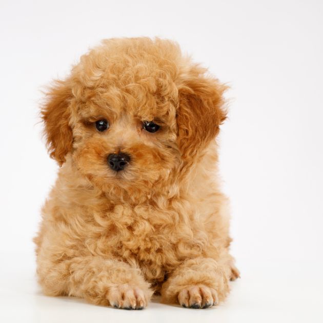 Toy Poodle