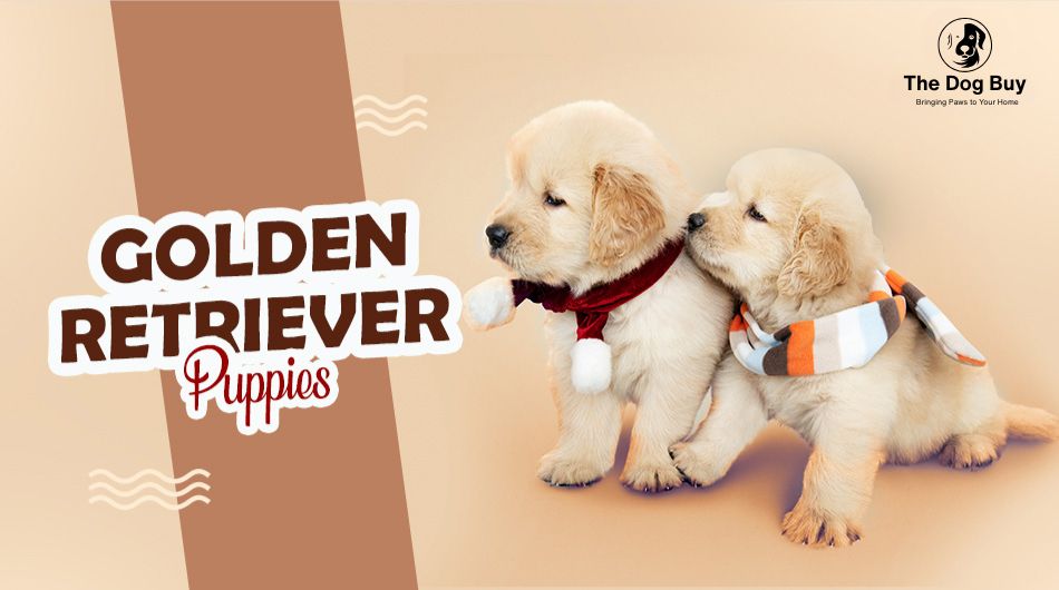 PupsnPups Banner