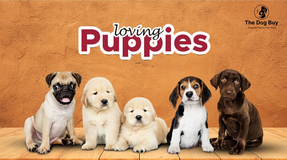 PupsnPups Banner